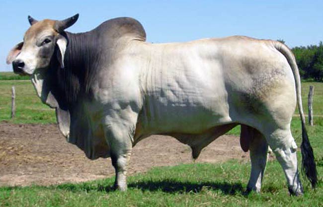American Brahman