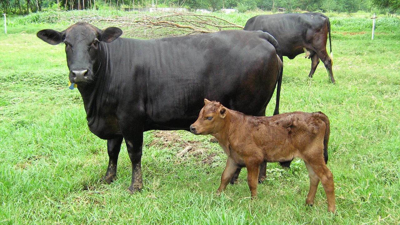 ไทยแบล็ก-วากิว