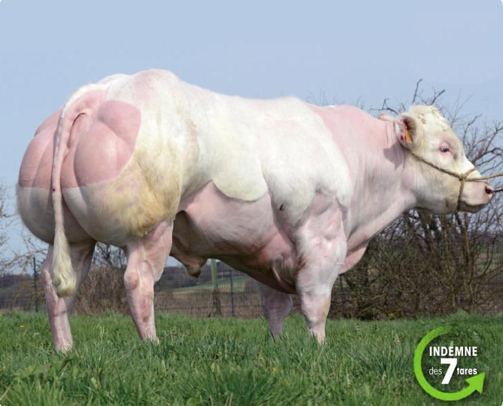 Belgian Blue Cattle
