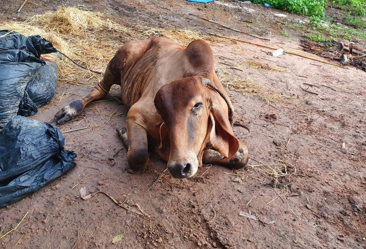 โรคไข้สามวัน 3