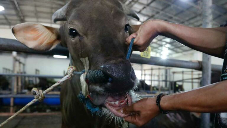 โรคปากและเท้าเปื่อย